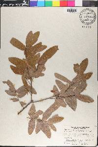 Quercus polymorpha image