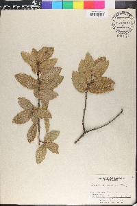 Quercus eduardi image