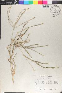 Digitaria eriantha image