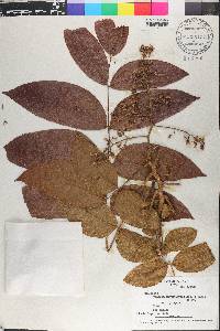 Cedrela angustifolia image