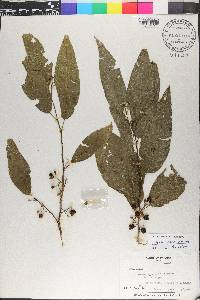 Cestrum racemosum image