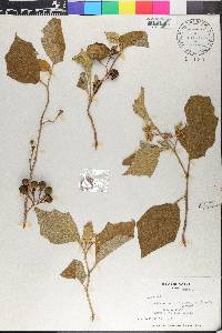 Solanum rudepannum image