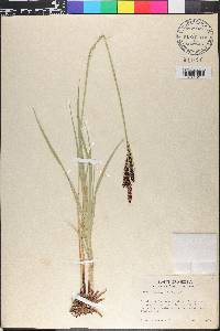 Carex kelloggii image