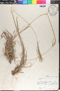 Digitaria eriantha image