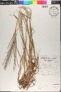 Digitaria ternata image