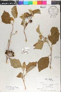 Solanum rudepannum image