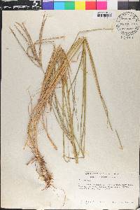 Digitaria eriantha image