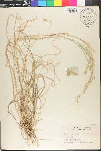 Bromus anomalus image