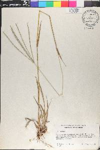 Digitaria eriantha image