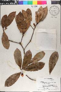 Ternstroemia seemannii image