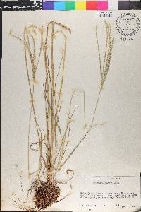 Digitaria eriantha image