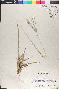 Digitaria eriantha image