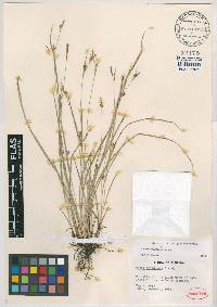 Carex godfreyi image