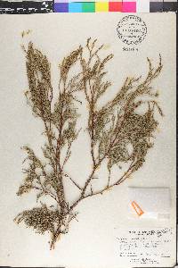 Juniperus flaccida image