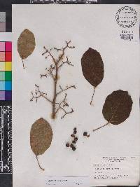 Cordia dichotoma image