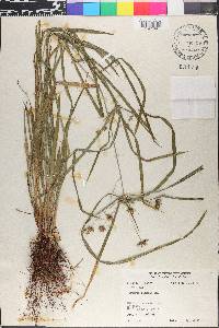 Cyperus simplex image
