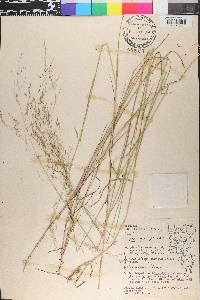 Poa alsodes image