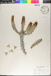 Euphorbia lactea image