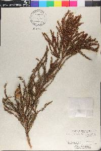 Taxodium mucronatum image