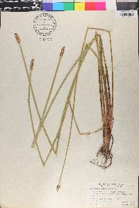Eleocharis cellulosa image