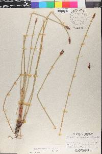 Eleocharis montana image
