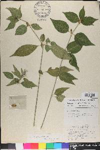 Justicia periplocifolia image