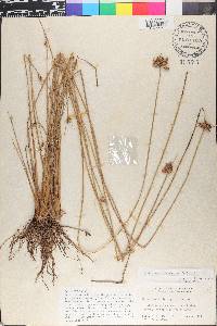 Fimbristylis ferruginea image