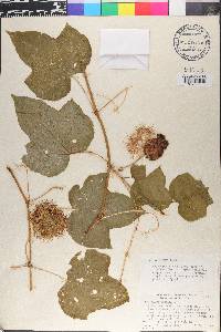 Passiflora foetida image