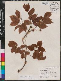 Bursera simaruba image