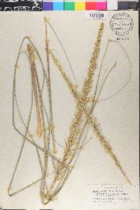 Uniola virgata image