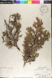 Cupressus lindleyi image