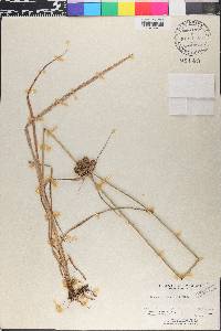 Cyperus spectabilis image