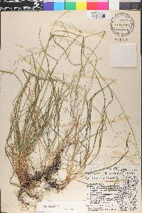 Poa alsodes image