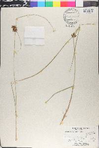 Cyperus niger image
