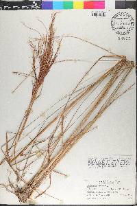 Andropogon bicornis image