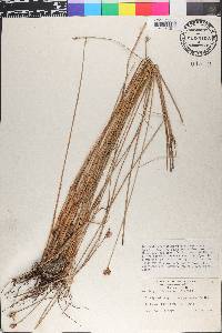 Fimbristylis ferruginea image