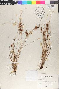 Carex extensa image