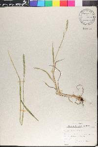 Alopecurus aequalis image