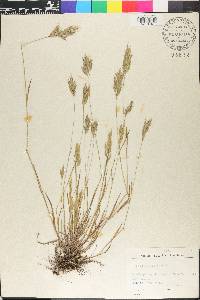 Bromus hordeaceus image