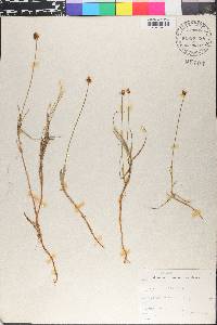 Carex chordorrhiza image