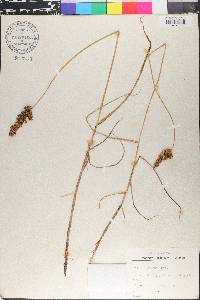 Carex disticha image