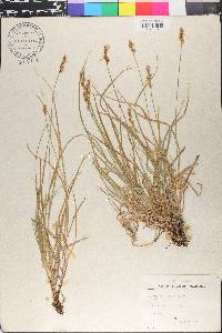 Carex contigua image