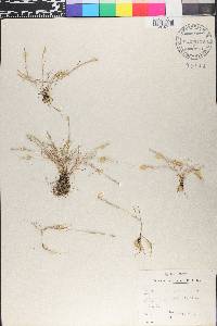 Parapholis strigosa image