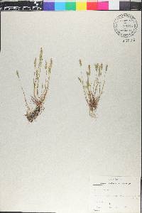 Digitaria filiformis image