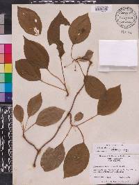 Schisandra glabra image