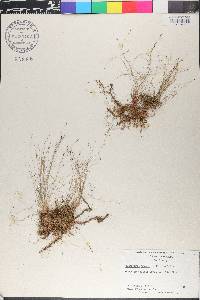 Eleocharis tenuis image
