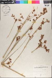 Cladium mariscus image