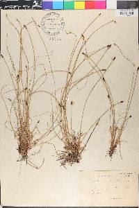 Eleocharis uniglumis image