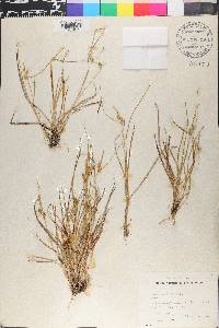 Carex oederi image
