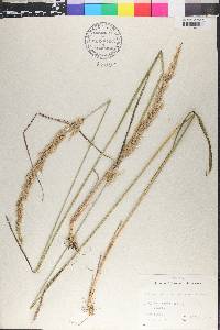 Calamagrostis arundinacea image
